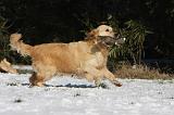 GOLDEN RETRIEVER 779